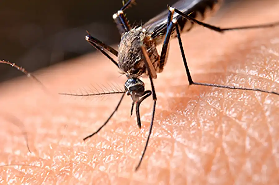 Image of a mosquito on a person