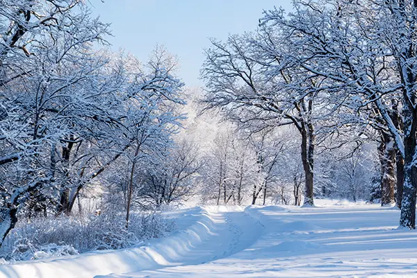 Snow and ice covers the road, along with tree branches surrounding it.